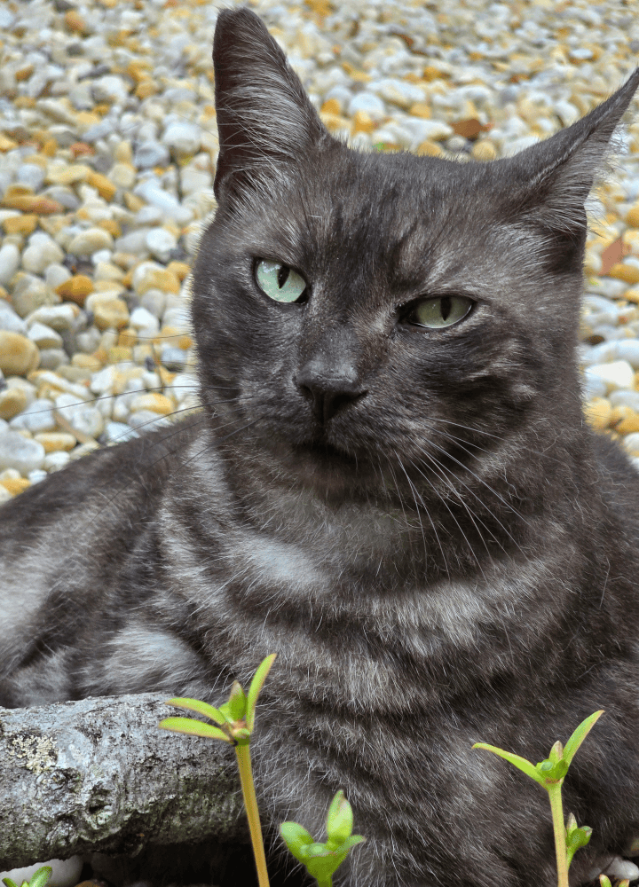 Pavona Parlor Licensed Professionals Beaufort SC-3-Pavona the Cat Chief Mouser Beaufort SC