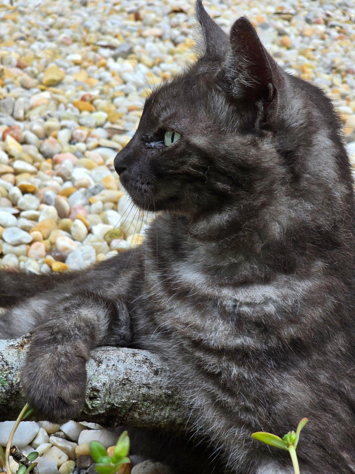 Overseeing The Gardening at Pavona Parlor